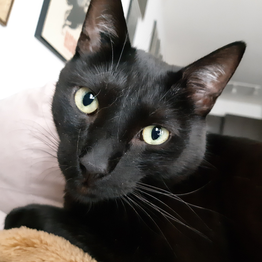 Meet your Posher, Maggie